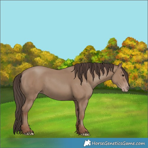 Horse Color:Classic Champagne 