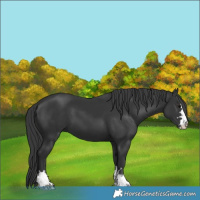 Horse Color:Black 