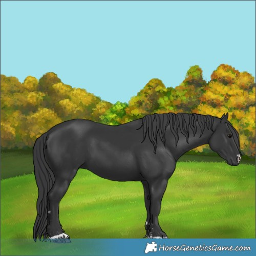 Horse Color:Black 