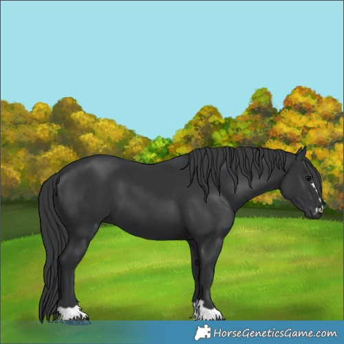 Horse Color:Black 
