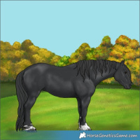 Horse Color:Black 