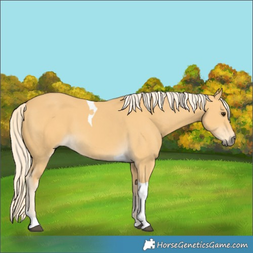 Horse Color:Palomino Tobiano 