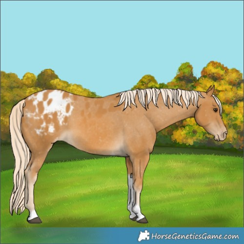 Horse Color:Palomino Tobiano Appaloosa 