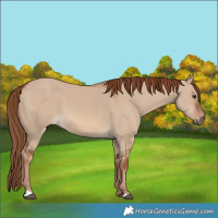 Horse Color:Red Dun