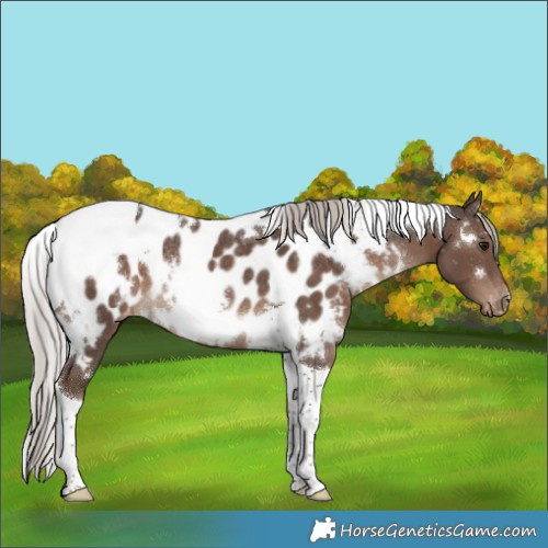 Horse Color:White Spotted Silver Black Tobiano Appaloosa Rabicano