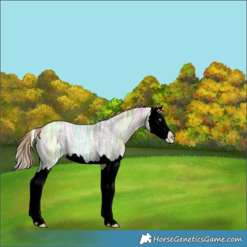 Horse Color:Watercolor Smoky Black Ice Pearl Splash 