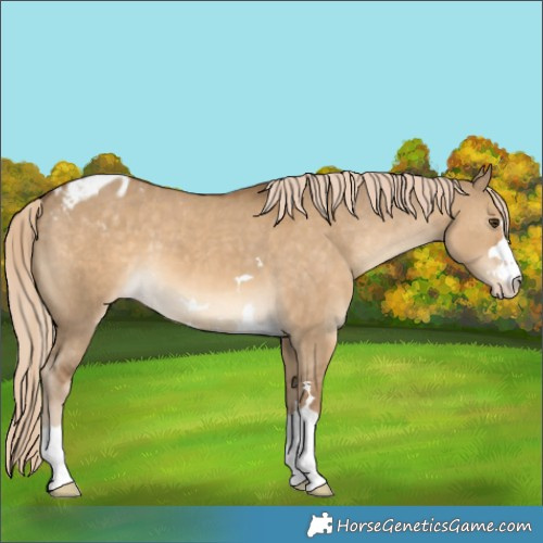 Horse Color:Chocolate Palomino Dun Appaloosa 