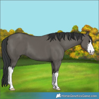 Horse Color:White Spotted Grullo