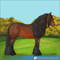 Horse Color:Bay 