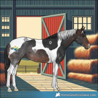 Horse Color:Brown Tobiano 