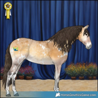 Horse Color:White Spotted Buckskin Ice Onyx Rabicano 