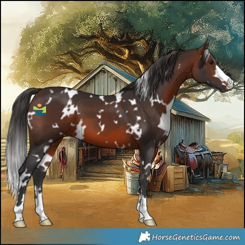 Horse Color:White Spotted Brown
