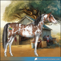 Horse Color:White Spotted Bay 