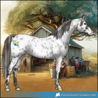Horse Color:White Spotted Brown Roan Appaloosa Rabicano 
