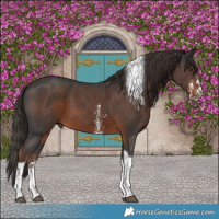 Horse Color:Liver Chestnut Sabino Tobiano 