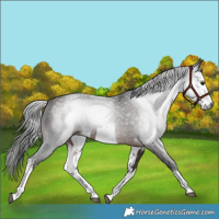 Horse Color:Gray White Spotted Bay