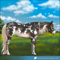 Horse Color:White Spotted Liver Chestnut