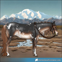 Horse Color:White Spotted Liver Chestnut 