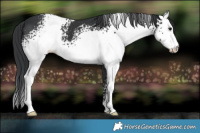 Horse Color:White Spotted Black 