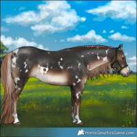Horse Color:White Spotted Liver Chestnut 