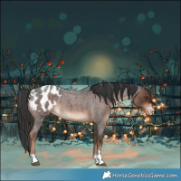 Horse Color:Liver Red Roan Appaloosa 