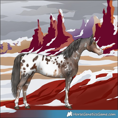 Horse Color:White Spotted Liver Chestnut Appaloosa 