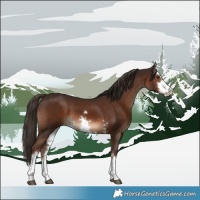 Horse Color:White Spotted Liver Chestnut 