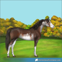 Horse Color:White Spotted Liver Chestnut 