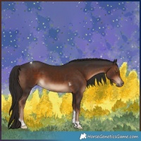 Horse Color:White Spotted Liver Chestnut Tobiano 