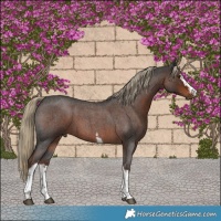 Horse Color:White Spotted Liver Red Roan 