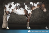 Horse Color:White Spotted Liver Chestnut 