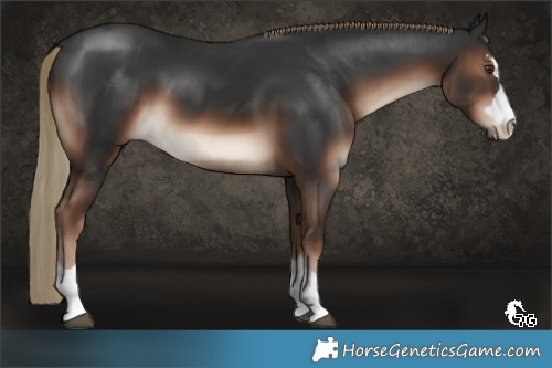 Horse Color:Liver Chestnut 