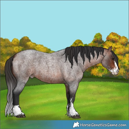 Horse Color:Bay Roan Sabino 