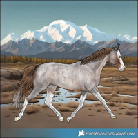 Horse Color:White Spotted Liver Red Roan Splash 