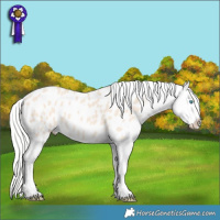 Horse Color:Silver Perlino Appaloosa