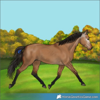 Horse Color:Gray Bay Dun 