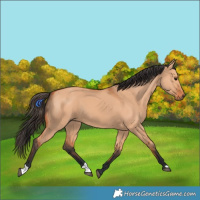 Horse Color:Bay Dun 