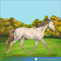 Horse Color:Gold Champagne Dun 