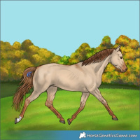 Horse Color:Red Dun 