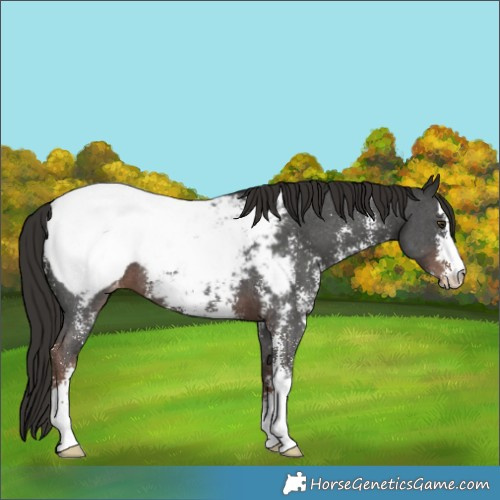 Horse Color:Liver Chestnut Sabino Appaloosa 