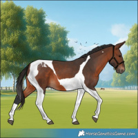 Horse Color:Brown Tobiano 
