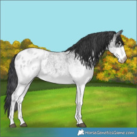 Horse Color:White Spotted Blue Roan Appaloosa 