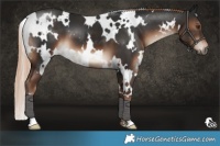 Horse Color:White Spotted Liver Chestnut 