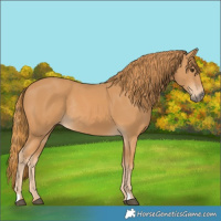 Horse Color:Chestnut Rabicano