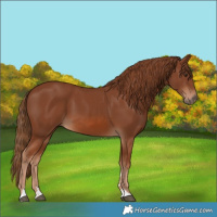 Horse Color:Chestnut 