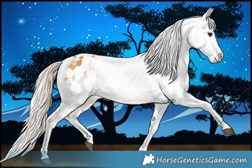 Horse Color:Palomino Appaloosa 