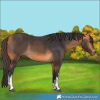 Horse Color:White Spotted Buckskin 