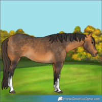 Horse Color:White Spotted Buckskin 