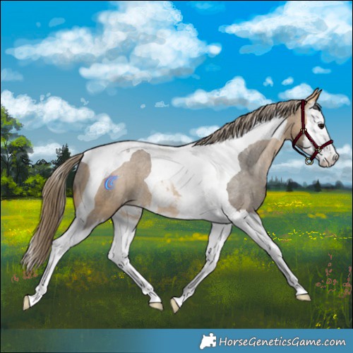 Horse Color:Buckskin Splash Tobiano Varnish 