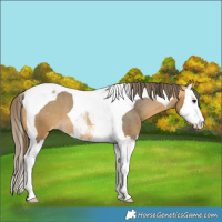 Horse Color:Buckskin Splash Tobiano Appaloosa 